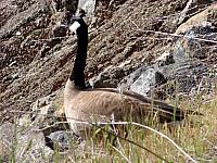 FAUNE 4 (43).JPG